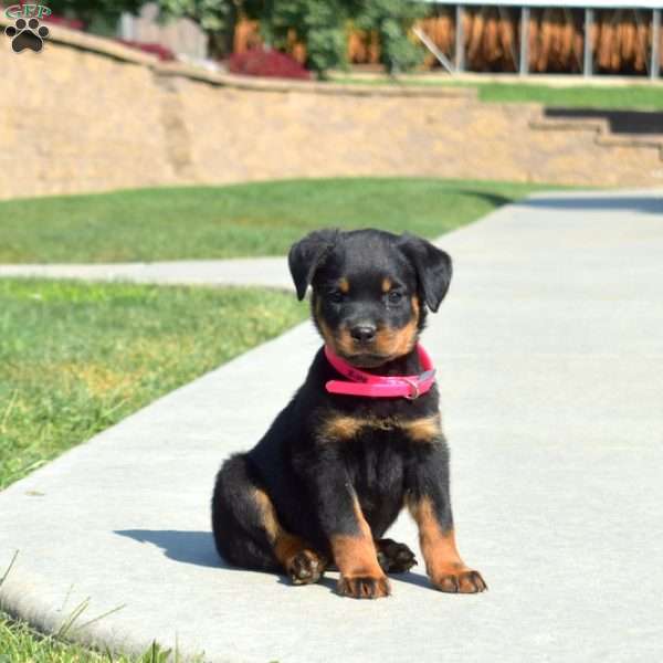 Minnie, Rottweiler Puppy