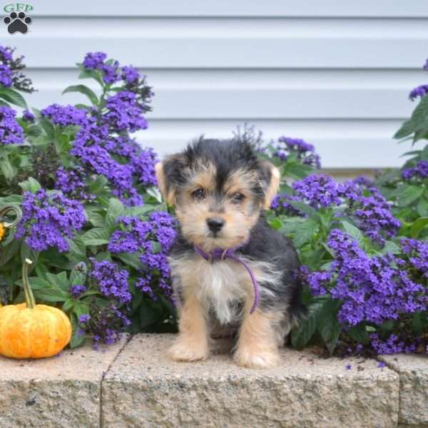 Minnie, Morkie / Yorktese Puppy