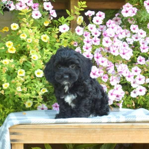 Minnie, Cockapoo Puppy