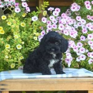 Minnie, Cockapoo Puppy