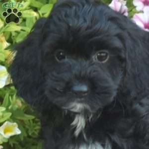 Minnie, Cockapoo Puppy