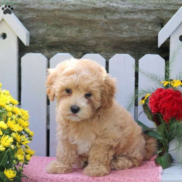 Miriam, Maltipoo Puppy