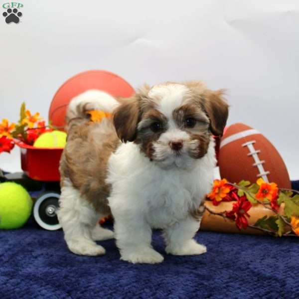 Miriam, Havachon Puppy