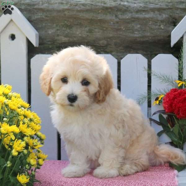 Missy, Maltipoo Puppy