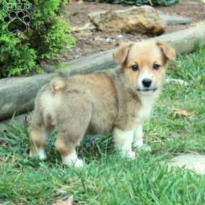 Misty, Pembroke Welsh Corgi Puppy