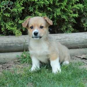 Misty, Pembroke Welsh Corgi Puppy