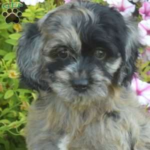 Misty, Cockapoo Puppy