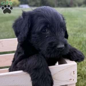 Misty, Labradoodle Puppy