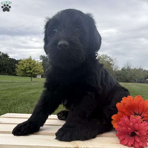 Misty, Labradoodle Puppy