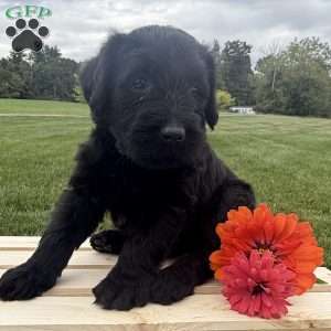 Misty, Labradoodle Puppy
