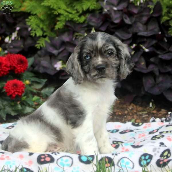 Mitch, Cocker Spaniel Puppy