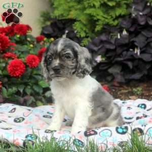 Mitch, Cocker Spaniel Puppy