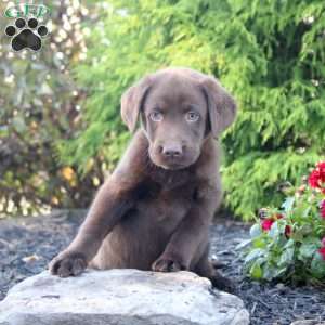 Mitch, Chocolate Labrador Retriever Puppy