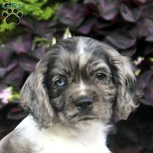 Mitch, Cocker Spaniel Puppy