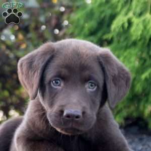 Mitch, Chocolate Labrador Retriever Puppy