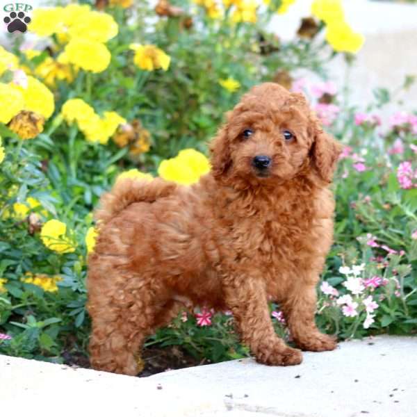 Mitch, Mini Labradoodle Puppy
