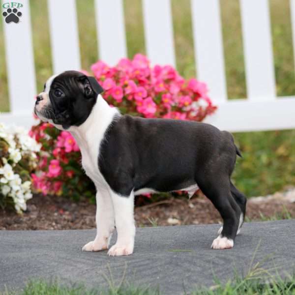Mitch, Boston Terrier Puppy