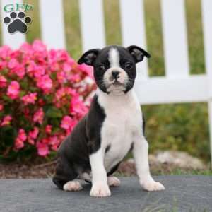 Mitch, Boston Terrier Puppy