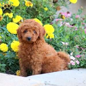 Mitch, Mini Labradoodle Puppy