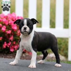 Mitch, Boston Terrier Puppy