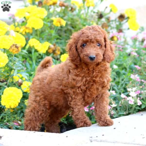 Mitzy, Mini Labradoodle Puppy