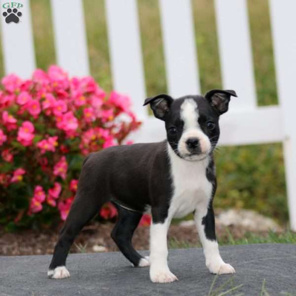 Mitzy, Boston Terrier Puppy