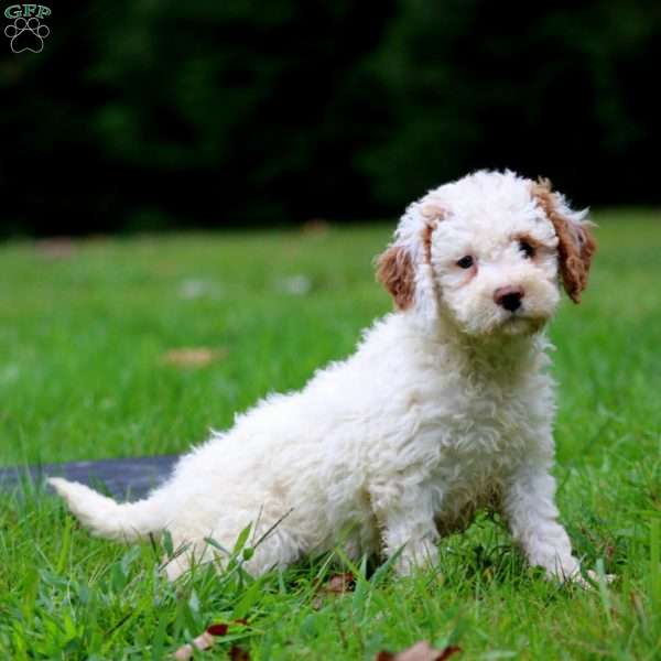 Mitzy, Mini Goldendoodle Puppy