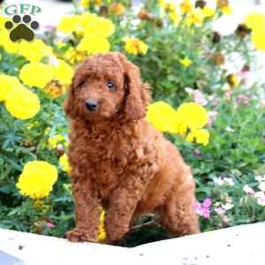 Mitzy, Mini Labradoodle Puppy