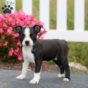 Mitzy, Boston Terrier Puppy