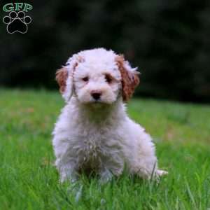 Mitzy, Mini Goldendoodle Puppy