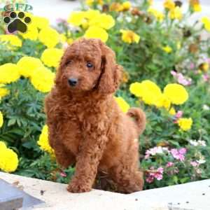 Mitzy, Mini Labradoodle Puppy