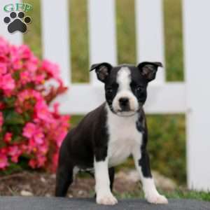 Mitzy, Boston Terrier Puppy