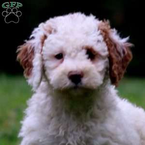 Mitzy, Mini Goldendoodle Puppy