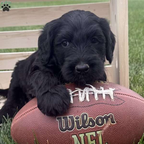 Mocha, Labradoodle Puppy