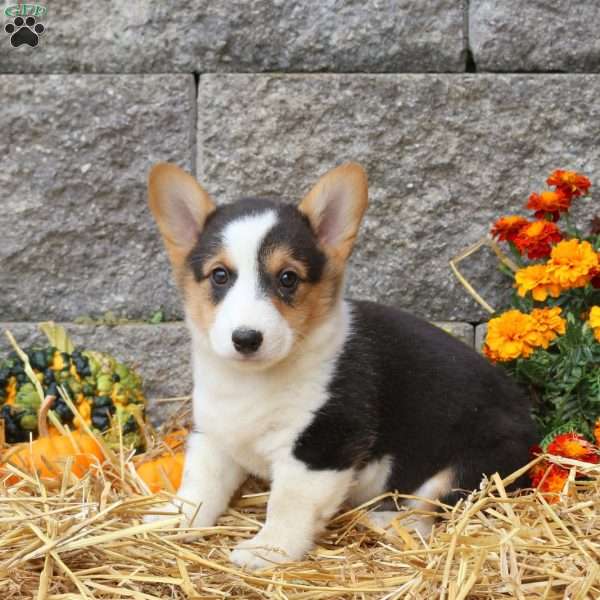 Moe, Pembroke Welsh Corgi Puppy