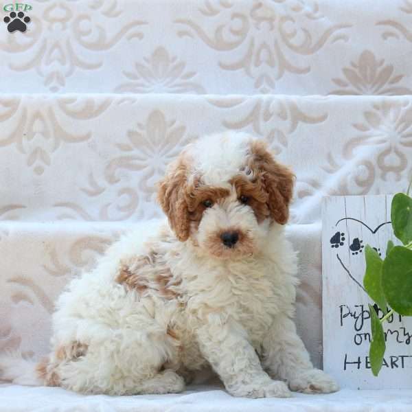 Moe, Mini Goldendoodle Puppy