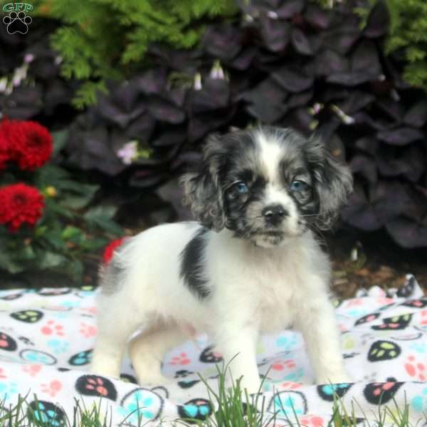 Moe, Cocker Spaniel Puppy