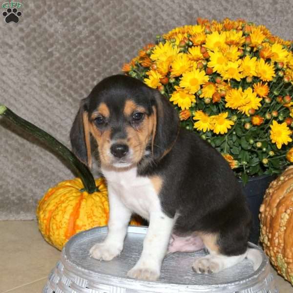 Moe, Beagle Puppy
