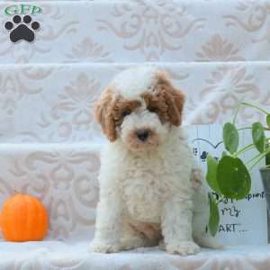 Moe, Mini Goldendoodle Puppy