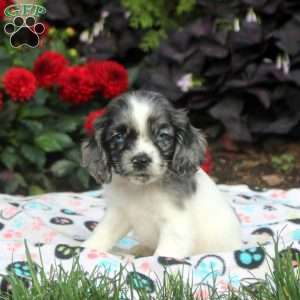 Moe, Cocker Spaniel Puppy