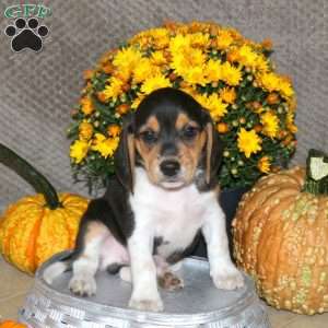Moe, Beagle Puppy