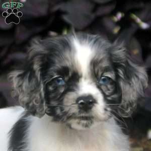 Moe, Cocker Spaniel Puppy