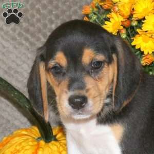 Moe, Beagle Puppy