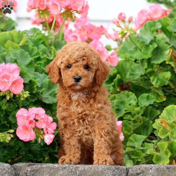 Mojo, Cavapoo Puppy