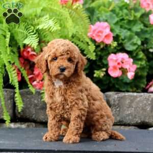 Mojo, Cavapoo Puppy