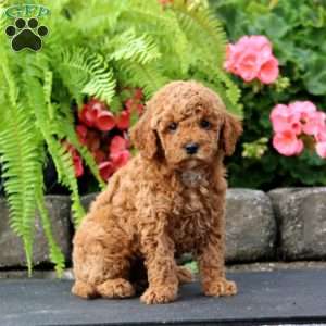 Mojo, Cavapoo Puppy
