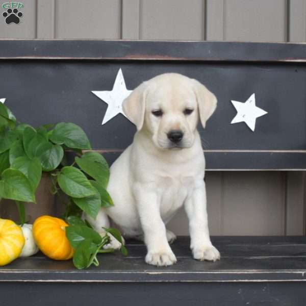 Molly, Yellow Labrador Retriever Puppy