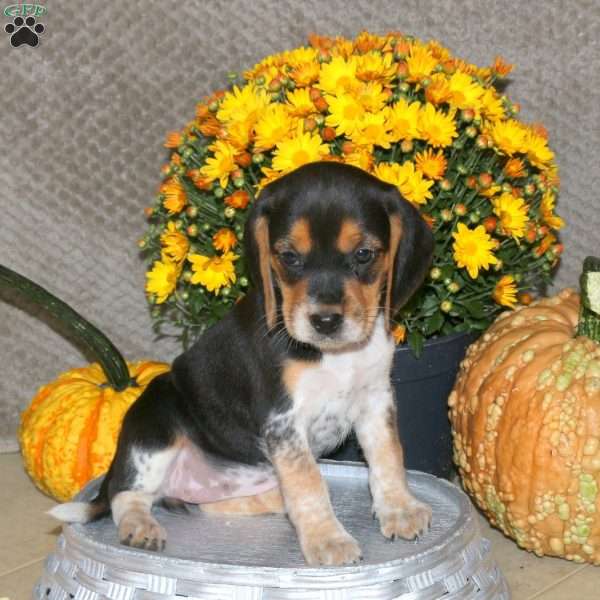 Molly, Beagle Puppy