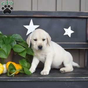 Molly, Yellow Labrador Retriever Puppy