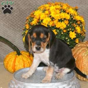 Molly, Beagle Puppy